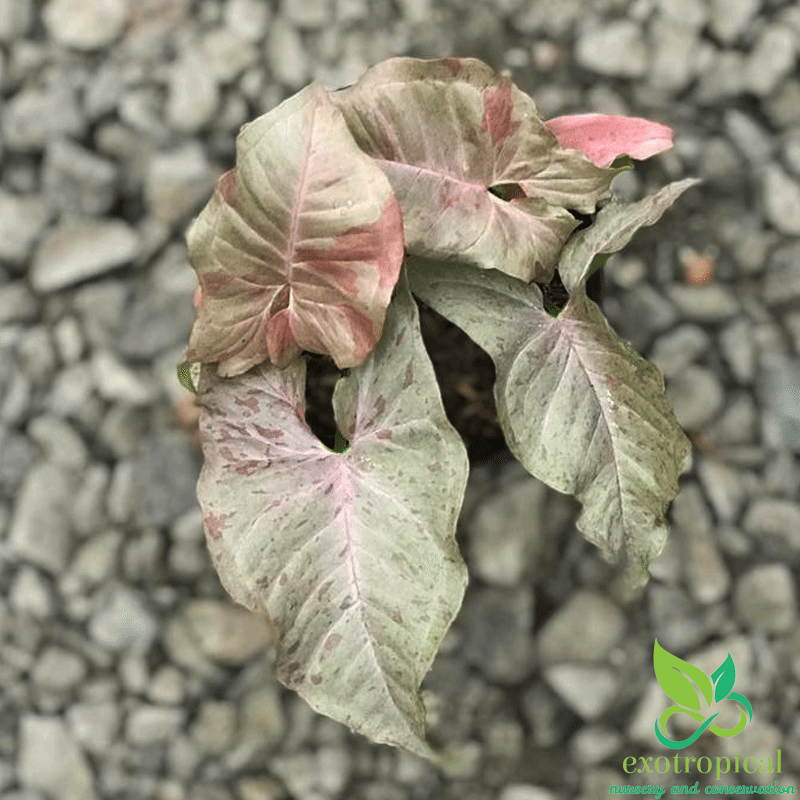 Syngonium Pink Spot White Confetti
