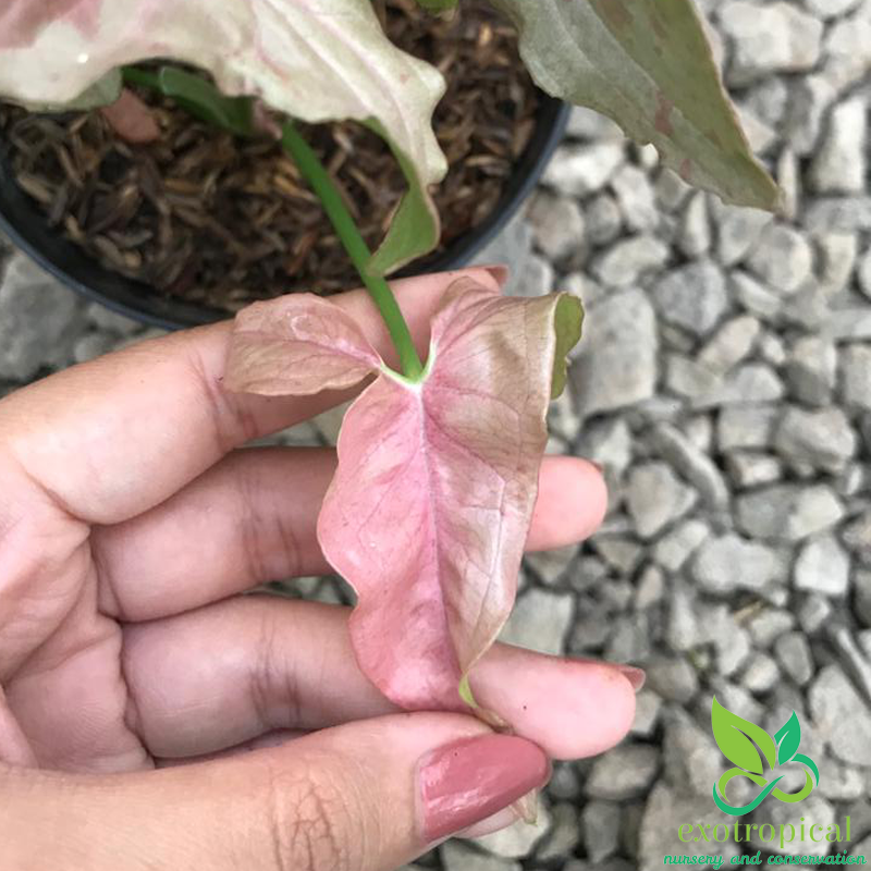 Syngonium Pink Spot White Confetti
