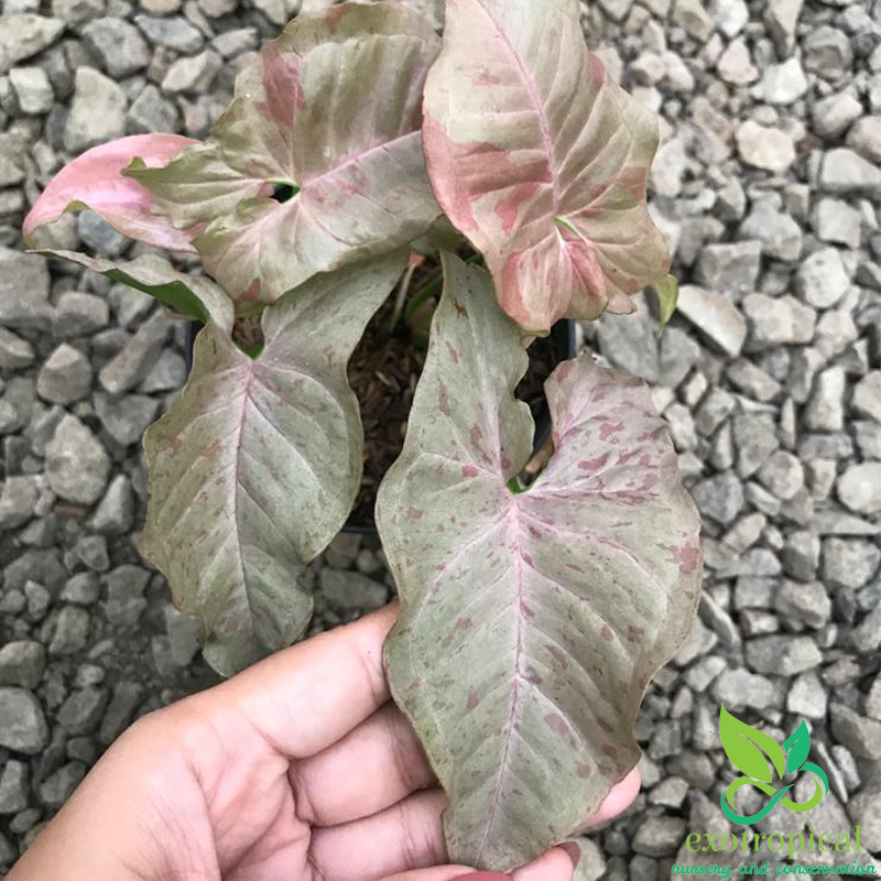 Syngonium Pink Spot White Confetti