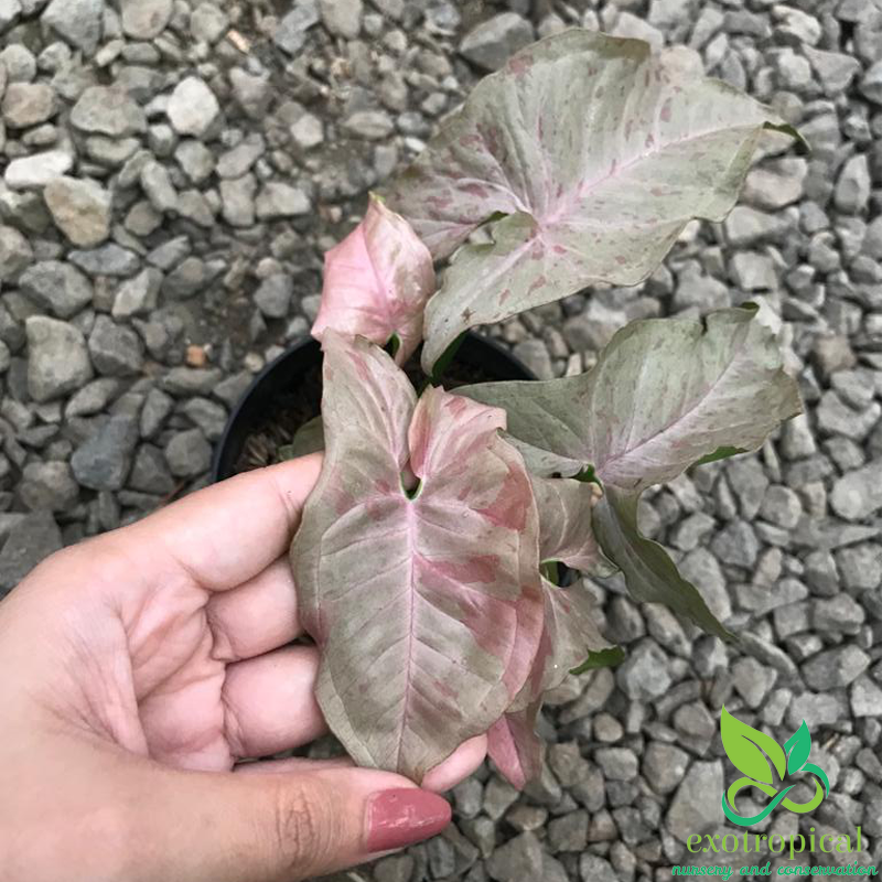 Syngonium Pink Spot White Confetti