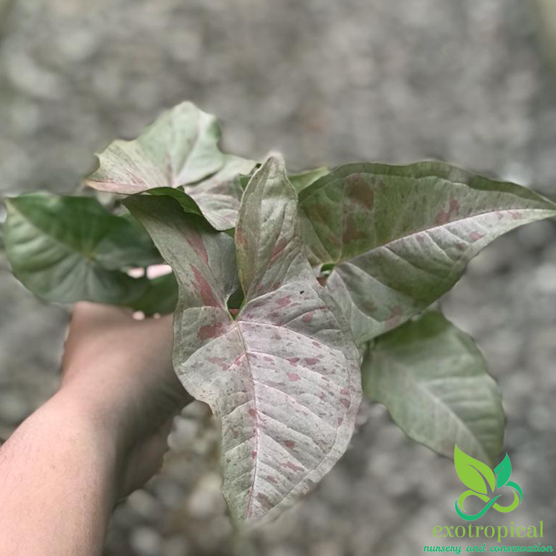 Syngonium Pink Spot White Confetti