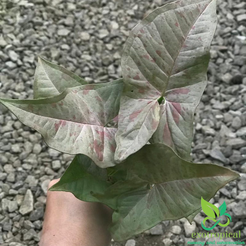 Syngonium Pink Spot White Confetti