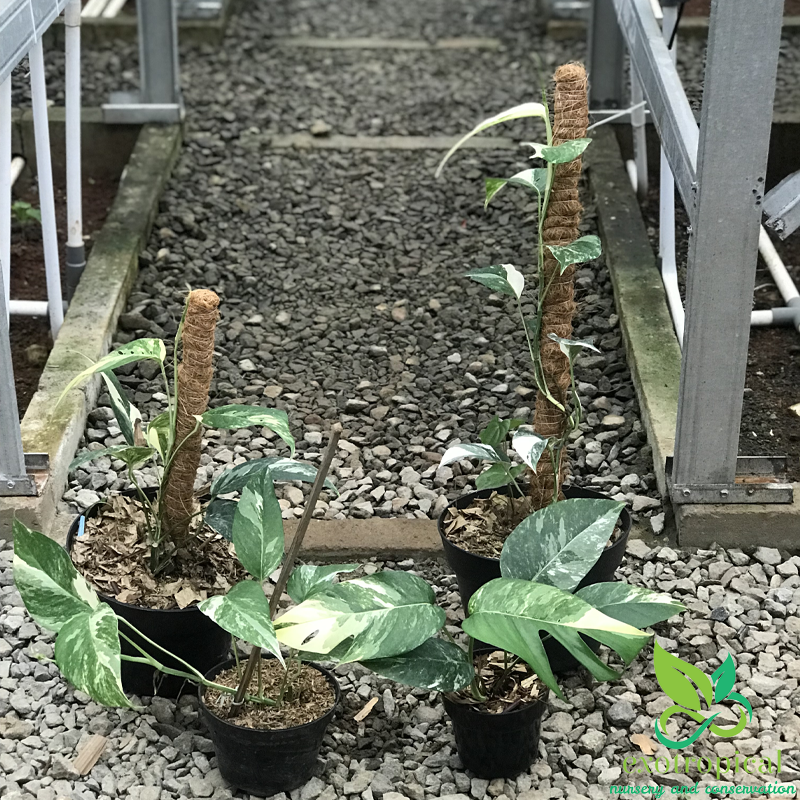 Epipremnum Pinnatum Albo Variegated