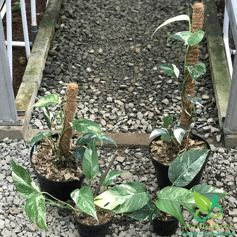 Epipremnum Pinnatum Albo Variegated