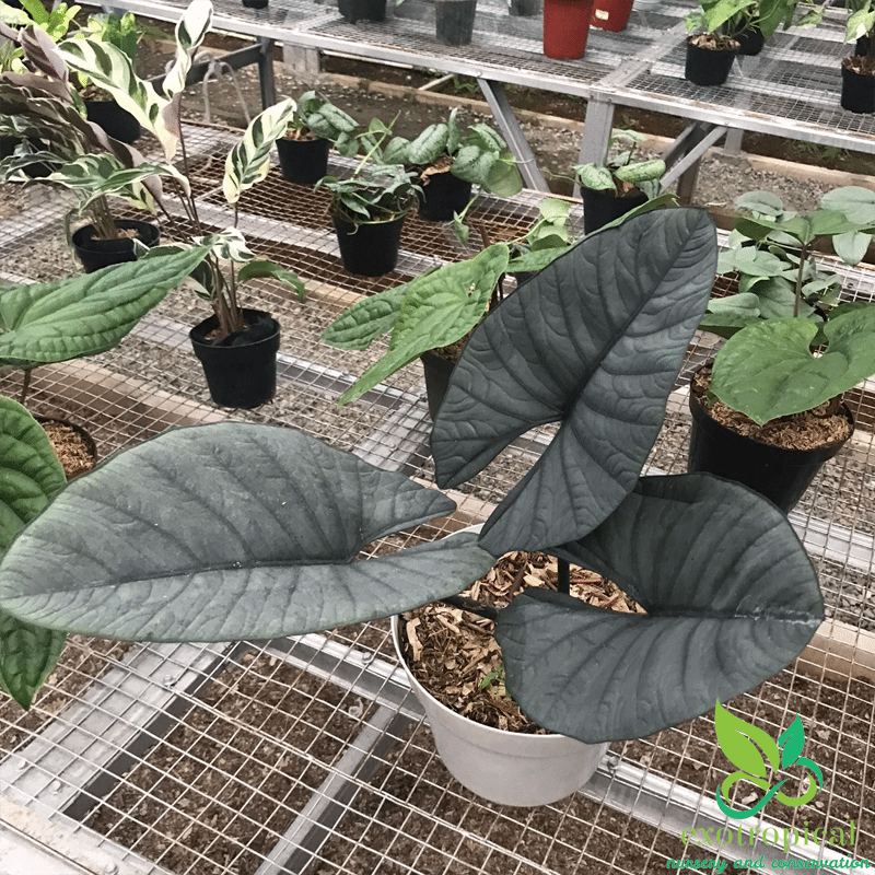 Alocasia Reginae