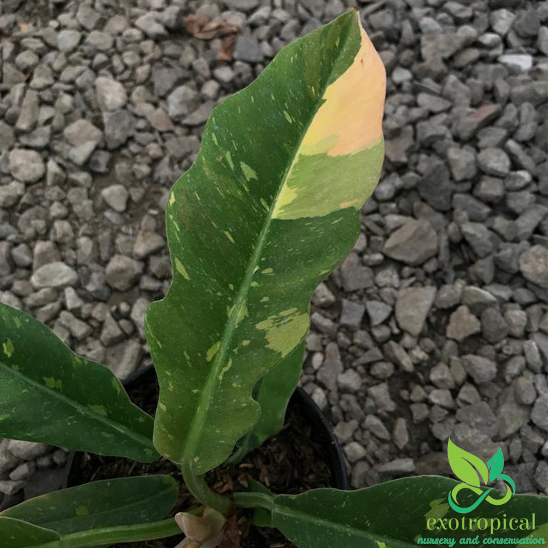 Philodendron Ring of Fire Variegated