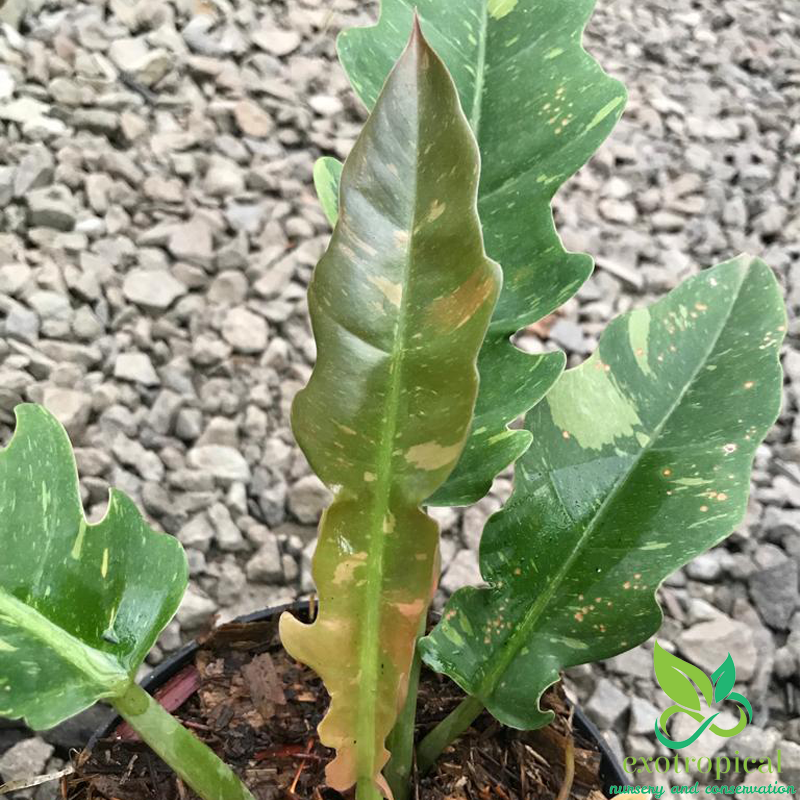 Philodendron Ring of Fire Variegated