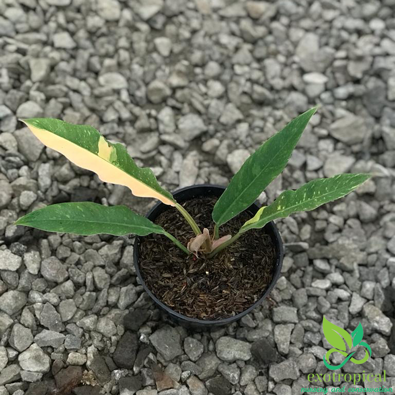 Philodendron Ring of Fire Variegated