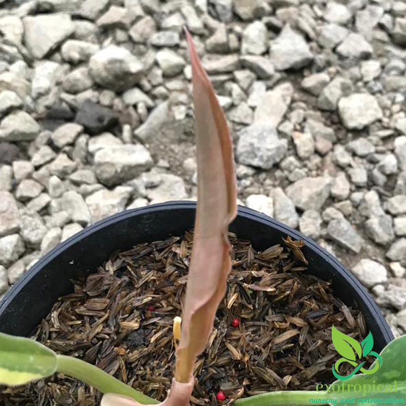 Philodendron Ring of Fire Variegated