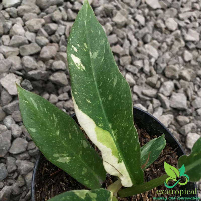 Philodendron Ring of Fire Variegated