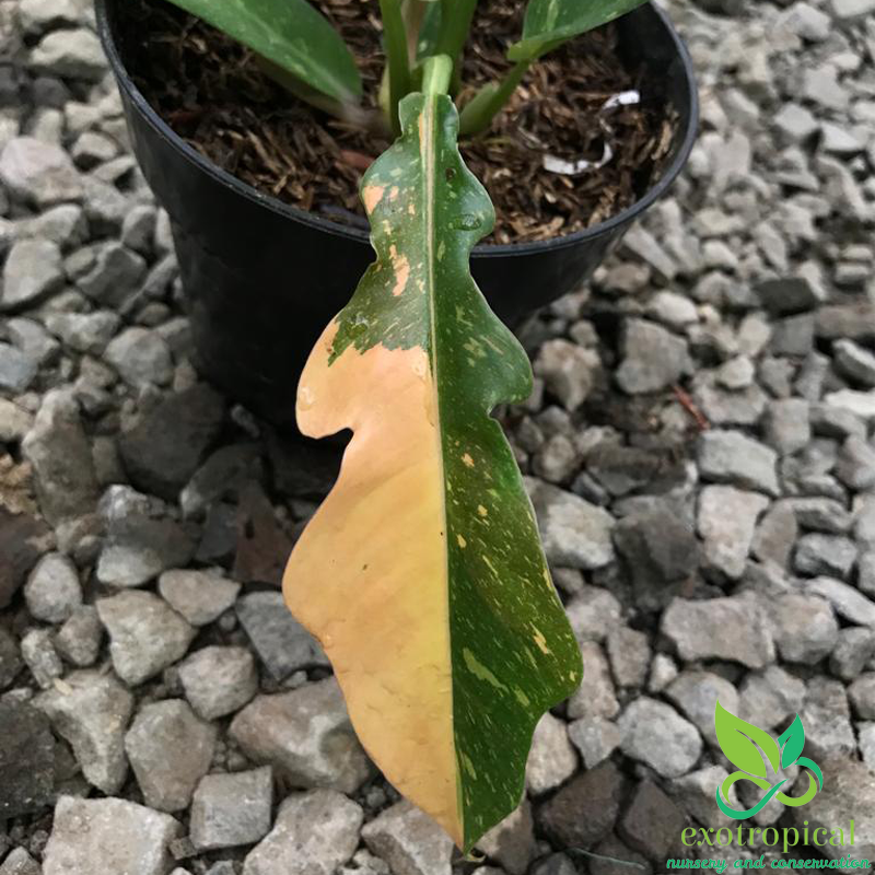 Philodendron Ring of Fire Variegated