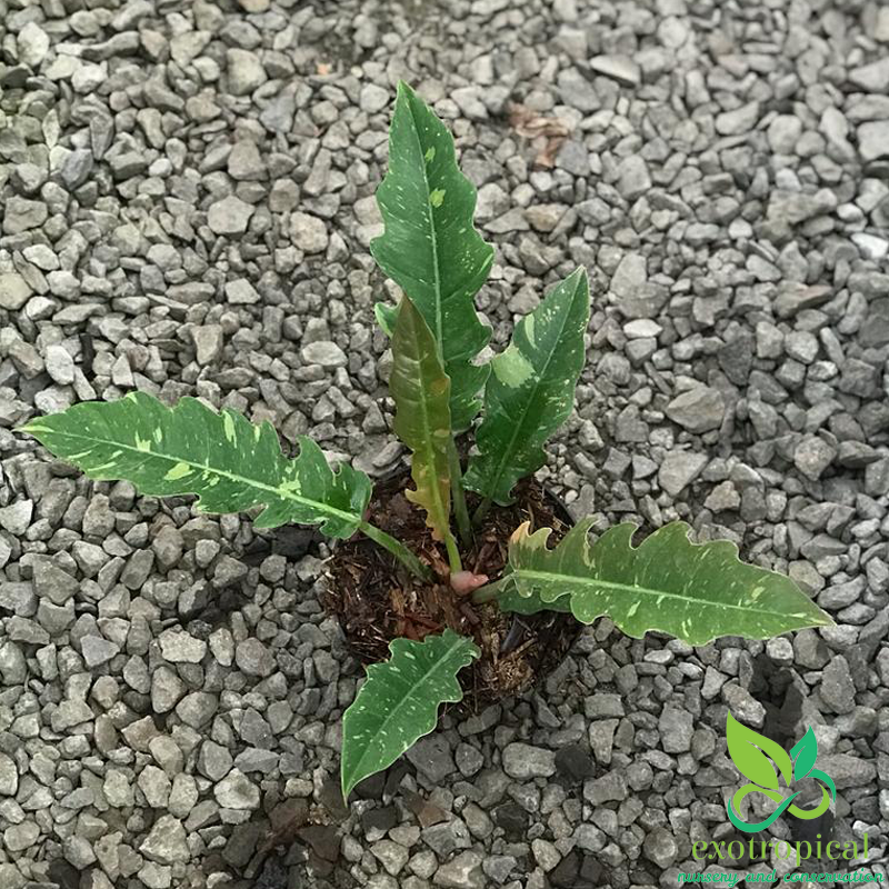 Philodendron Ring of Fire Variegated