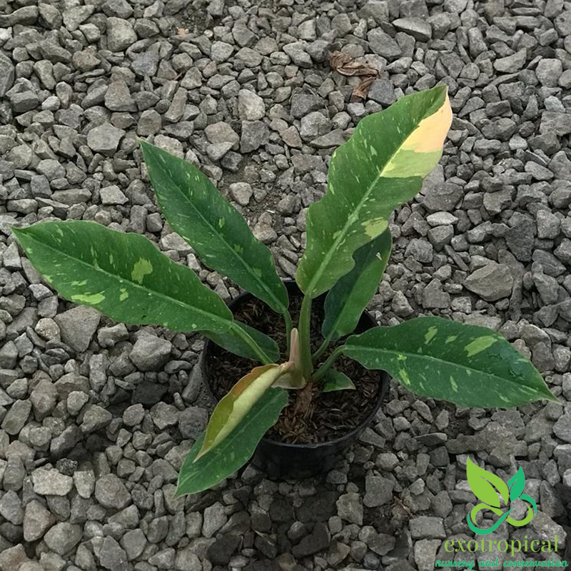 Philodendron Ring of Fire Variegated