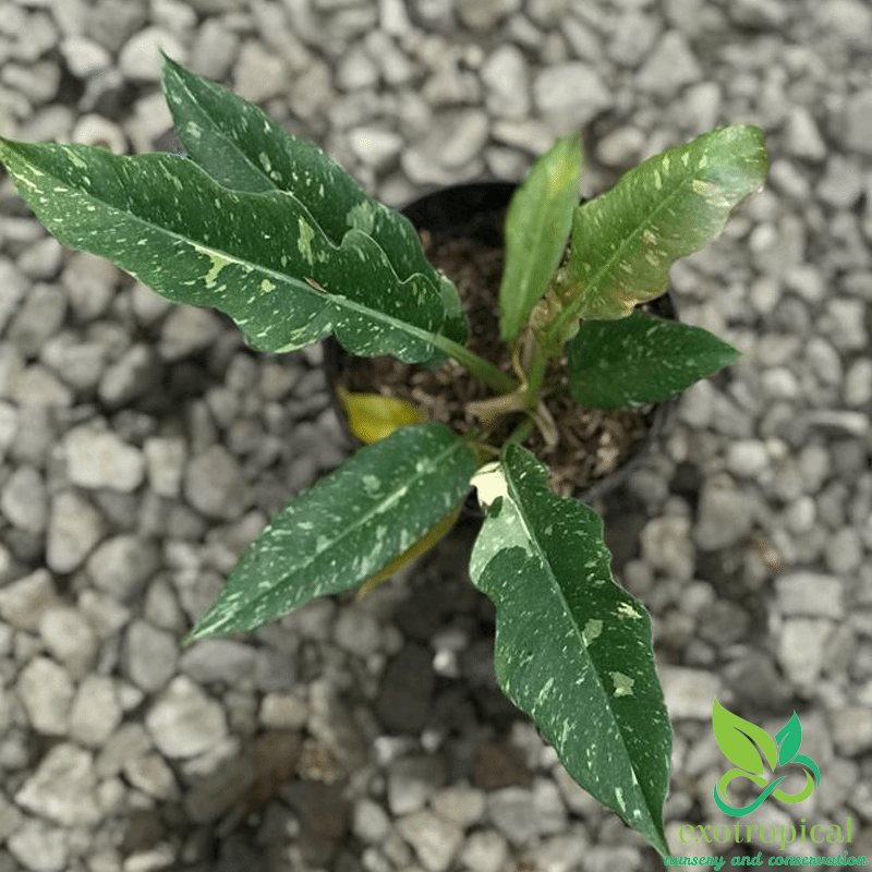 Philodendron Ring of Fire Variegated