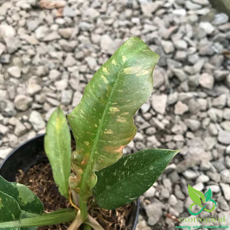 Philodendron Ring of Fire Variegated