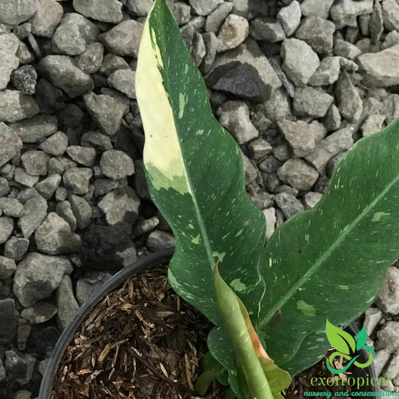 Philodendron Ring of Fire Variegated