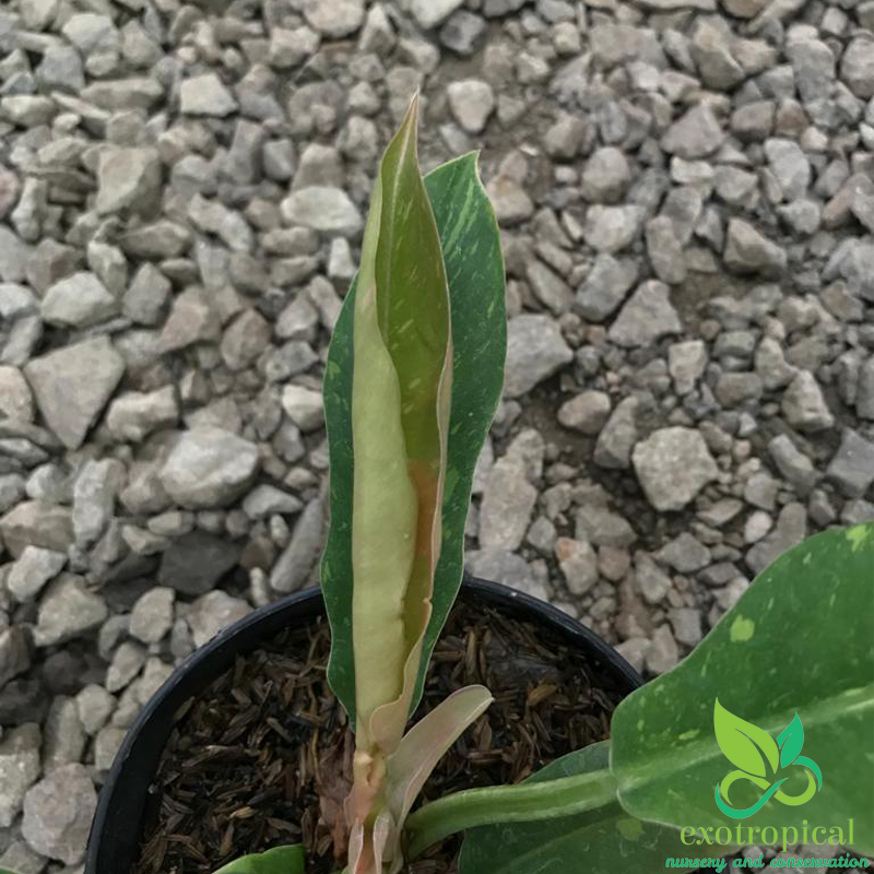 Philodendron Ring of Fire Variegated