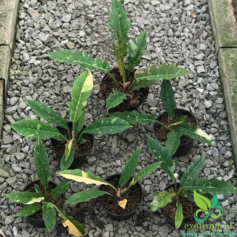 Philodendron Ring of Fire Variegated