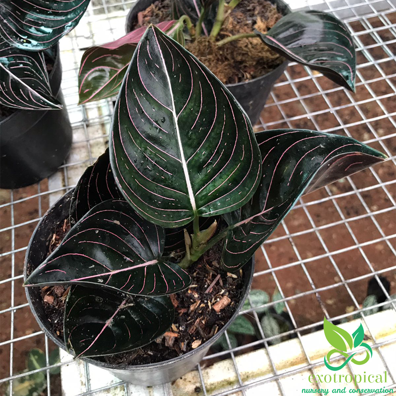 Aglaonema Rotundum