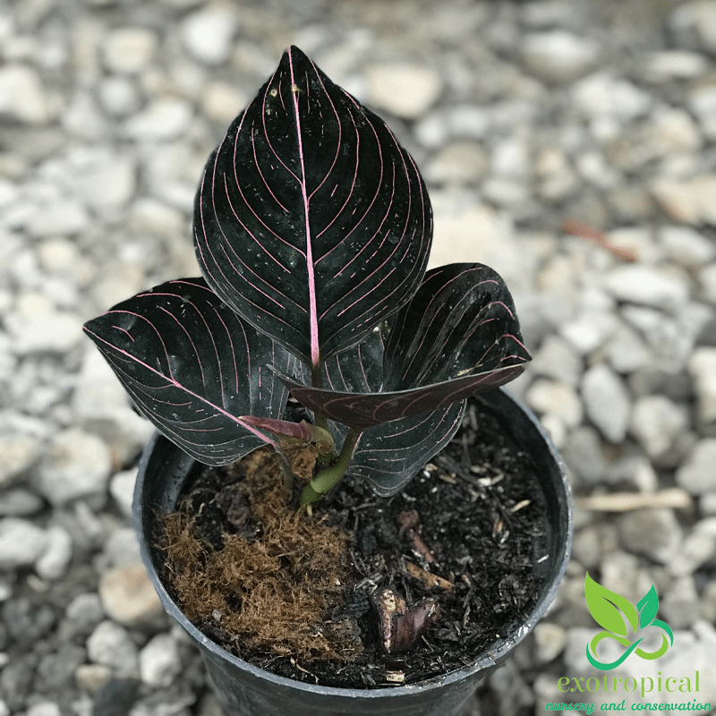 Aglaonema Rotundum – Exotropical Aglaonema Rotundum – Exotropical