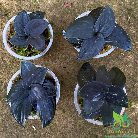 Scindapsus Silver Dark Form
