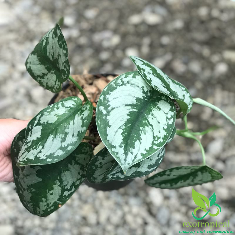 Scindapsus Pictus Silver Splash