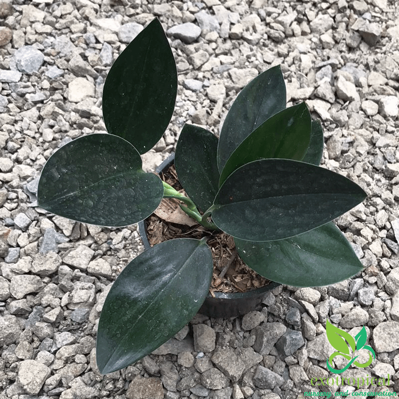 Scindapsus Treubii Dark Form