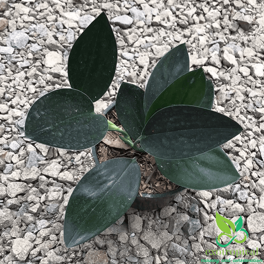 Scindapsus Treubii Dark Form