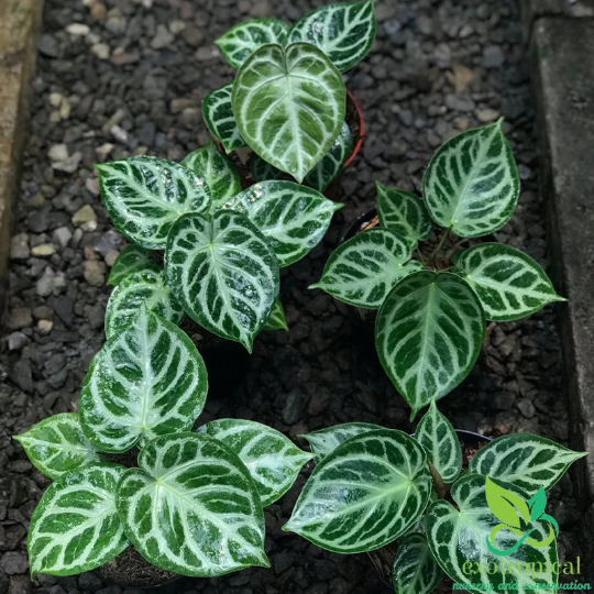 Exotropical Special Package B: Anthurium Lovers