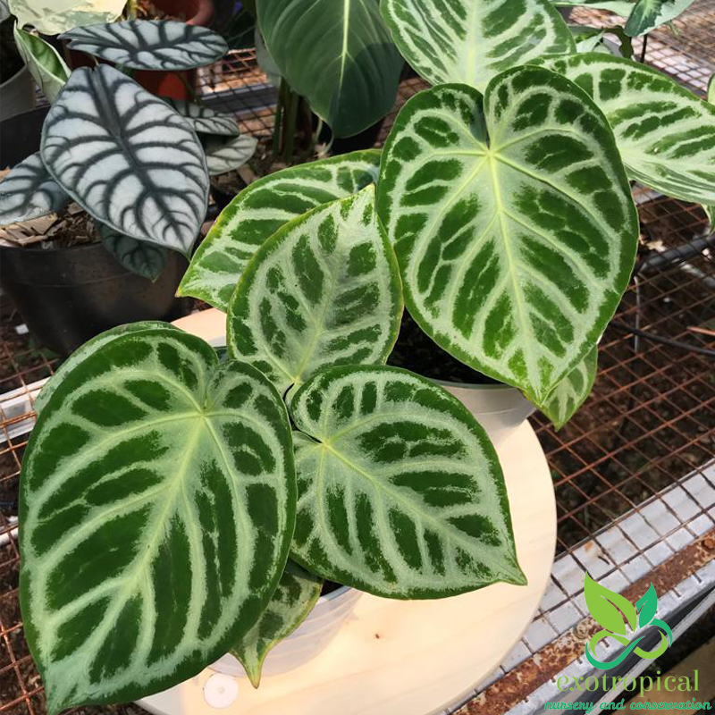 Exotropical Special Package B: Anthurium Lovers