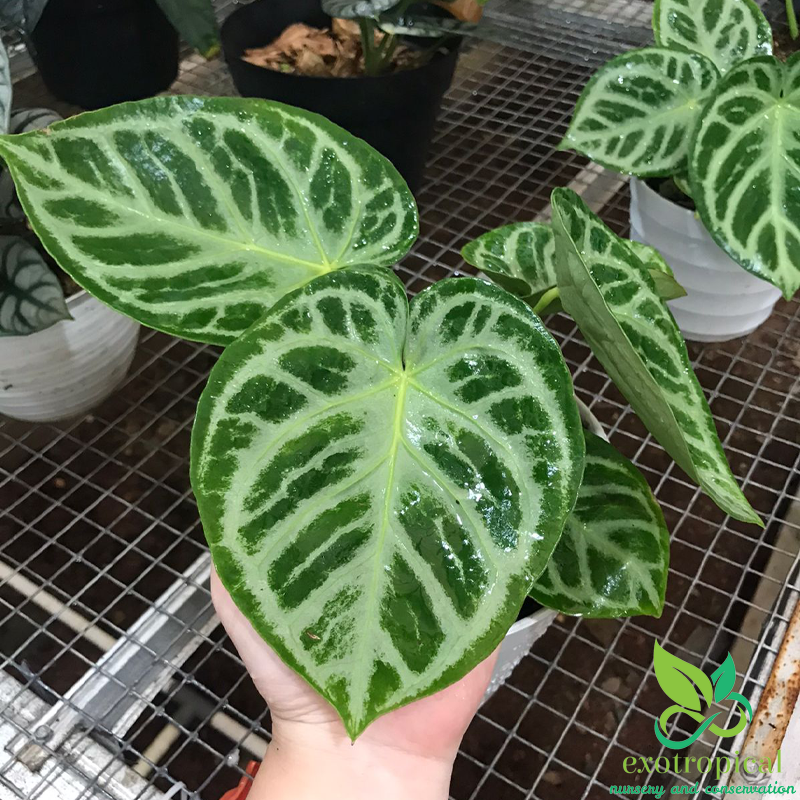 Anthurium Silver Blush
