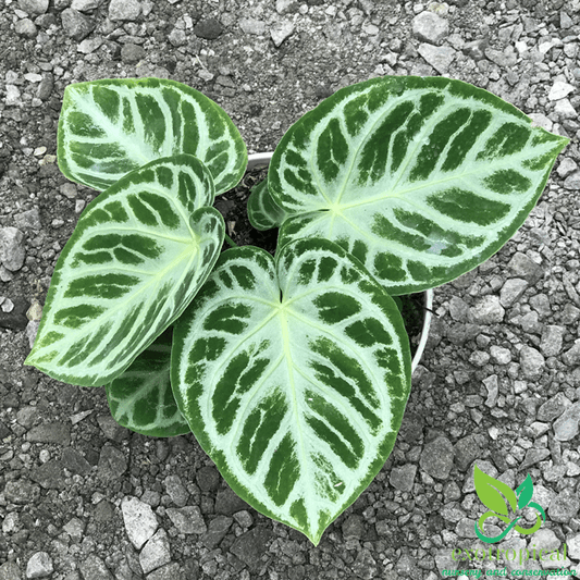 Anthurium Silver Blush