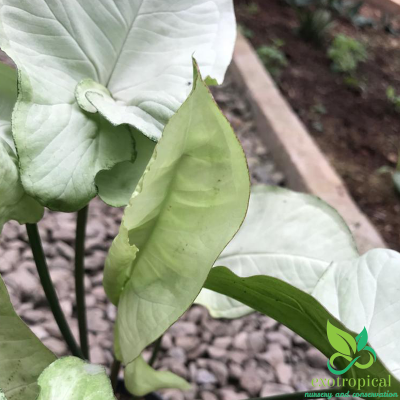 Syngonium Silver Pearl