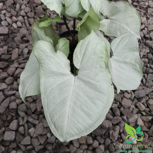 Syngonium Silver Pearl