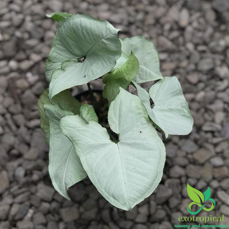Syngonium Silver Pearl