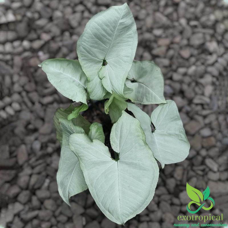 Syngonium Silver Pearl