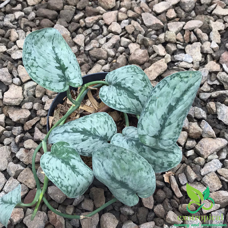 Scindapsus Pictus Silver Splash