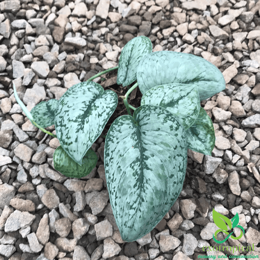 Scindapsus Pictus Silver Splash