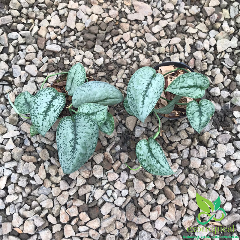 Scindapsus Pictus Silver Splash