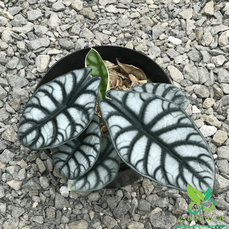 Alocasia Silver Dragon