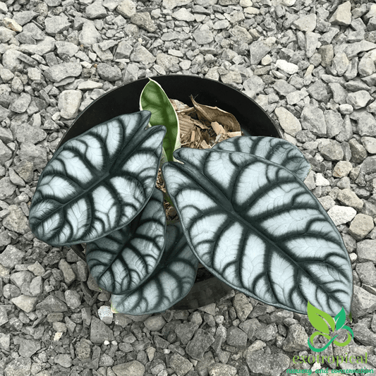 Alocasia Silver Dragon