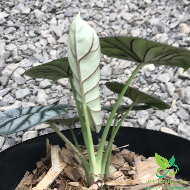 Alocasia Silver Dragon