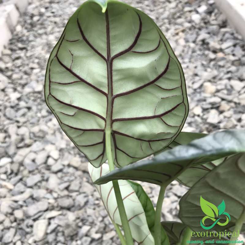 Alocasia Silver Dragon
