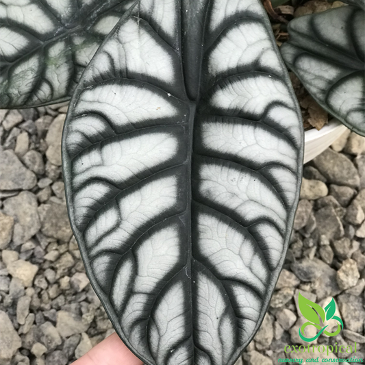 Alocasia Silver Dragon