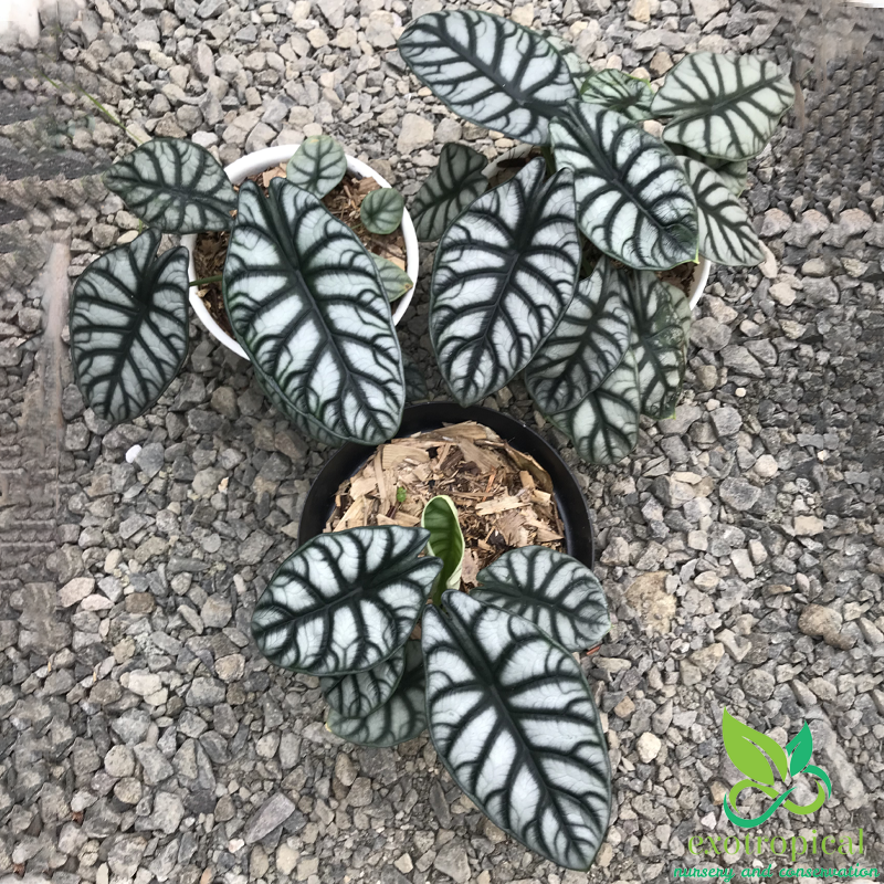 Alocasia Silver Dragon