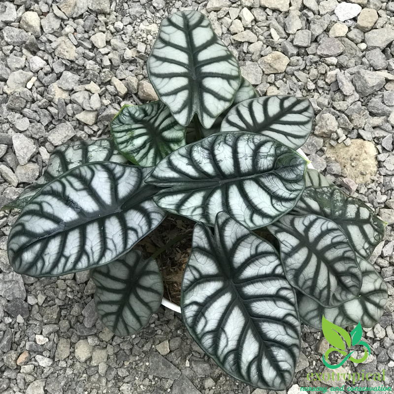 Alocasia Silver Dragon