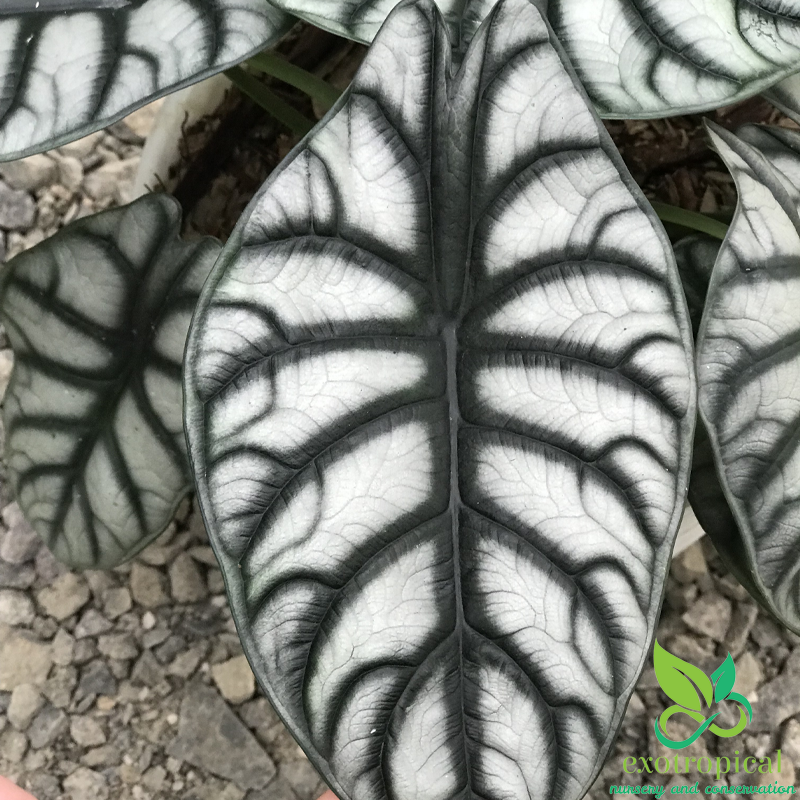 Alocasia Silver Dragon