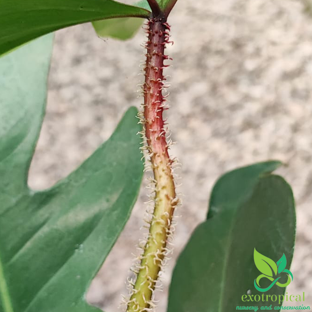 Philodendron Squamiferum