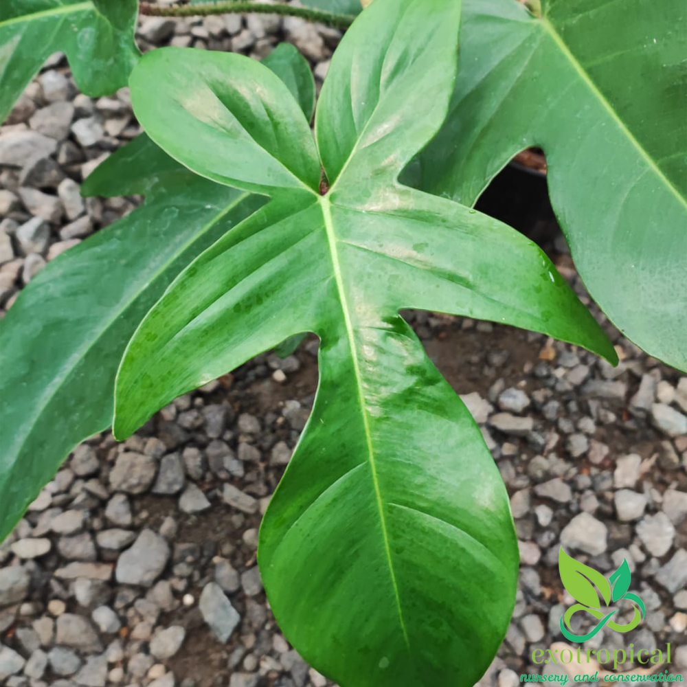 Philodendron Squamiferum