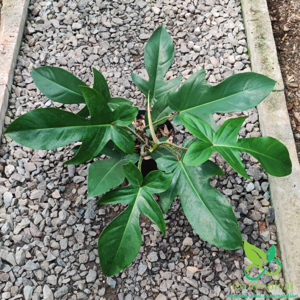 Philodendron Squamiferum